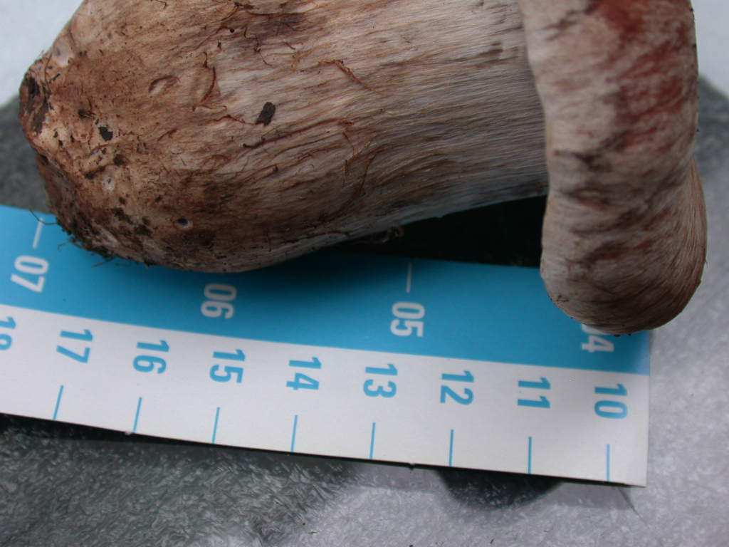 Fungo un p� insolito...